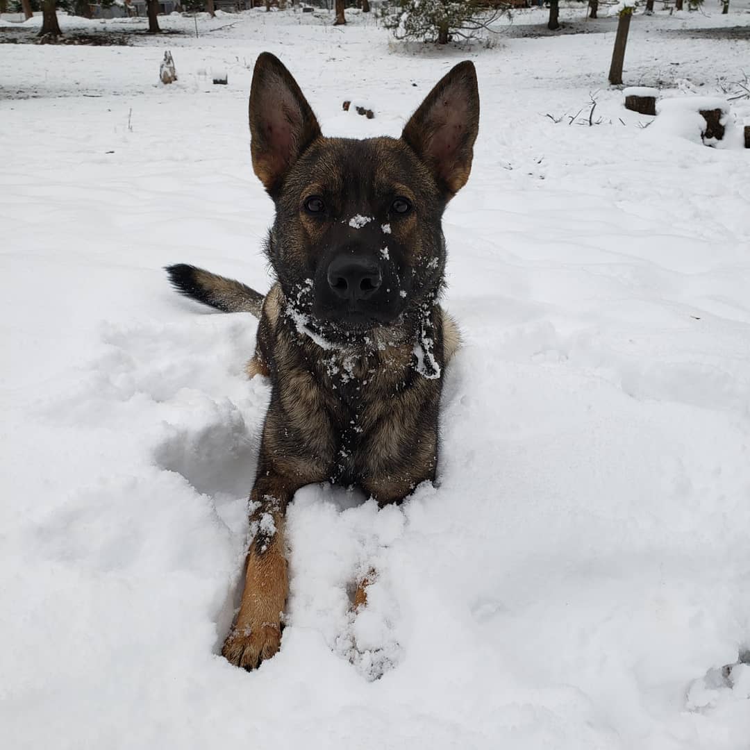 snow dog